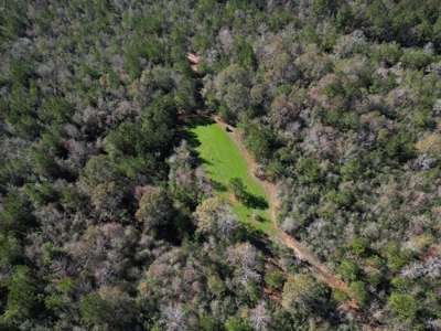 167 Acres Hunting Land for Sale in Amite County, MS - image 11