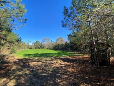 167 Acres Hunting Land for Sale in Amite County, MS - image 28