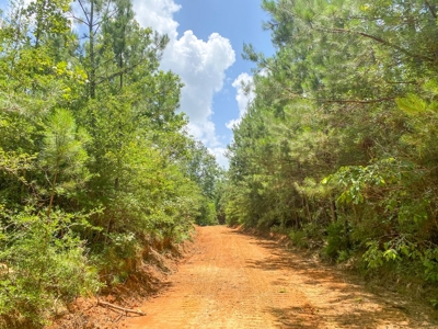 167 Acres Hunting Land for Sale in Amite County, MS - image 43