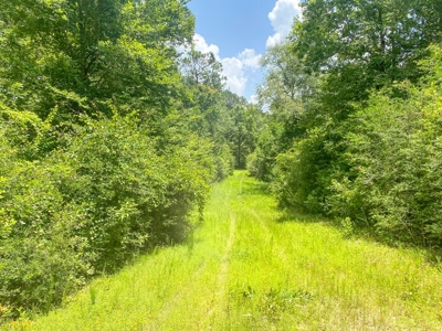 167 Acres Hunting Land for Sale in Amite County, MS - image 37