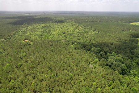 167 Acres Hunting Land for Sale in Amite County, MS - image 23