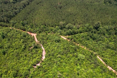 167 Acres Hunting Land for Sale in Amite County, MS - image 24