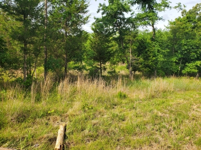 25 Acres Of Wooded Land With A Creek In Antlers Ok For Sale - image 4