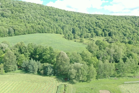 Bovina Farmland - image 5