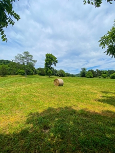 SO MO Ozarks Farm, Hunting Land For Sale, Reynolds County - image 3