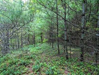Hunting Land for Sale in Grayson County VA! - image 7