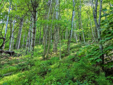 Hunting Land for Sale in Grayson County VA! - image 8