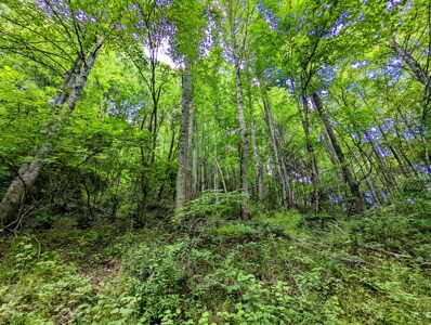 Hunting Land for Sale in Grayson County VA! - image 4