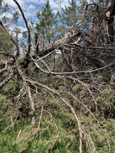 320 AC Grazing or timberland, Joseph Creek Road - image 26