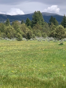 320 AC Grazing or timberland, Joseph Creek Road - image 1