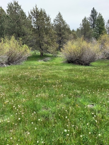 320 AC Grazing or timberland, Joseph Creek Road - image 9
