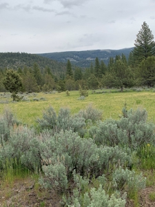 320 AC Grazing or timberland, Joseph Creek Road - image 4