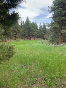 320 AC Grazing or timberland, Joseph Creek Road - image 29
