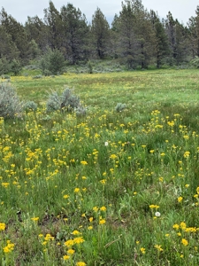 320 AC Grazing or timberland, Joseph Creek Road - image 18