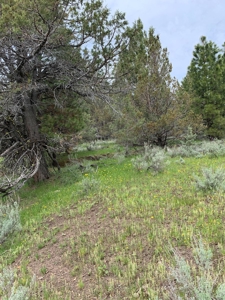 320 AC Grazing or timberland, Joseph Creek Road - image 23