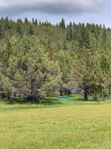 320 AC Grazing or timberland, Joseph Creek Road - image 38