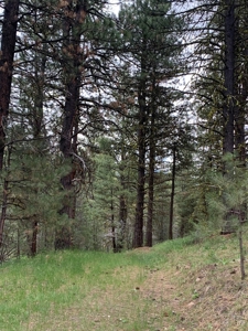 320 AC Grazing or timberland, Joseph Creek Road - image 34