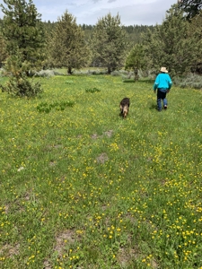 320 AC Grazing or timberland, Joseph Creek Road - image 35