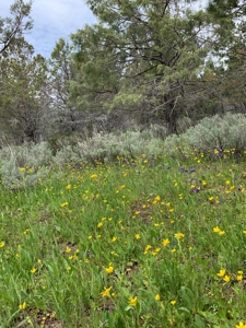 320 AC Grazing or timberland, Joseph Creek Road - image 22