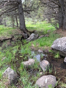 320 AC Grazing or timberland, Joseph Creek Road - image 13