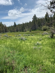 320 AC Grazing or timberland, Joseph Creek Road - image 27