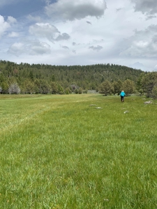 320 AC Grazing or timberland, Joseph Creek Road - image 37