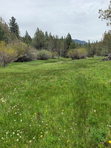 320 AC Grazing or timberland, Joseph Creek Road - image 8