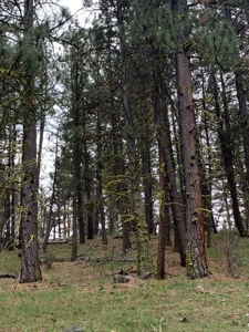 320 AC Grazing or timberland, Joseph Creek Road - image 33