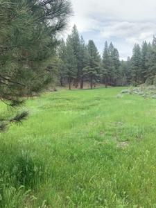320 AC Grazing or timberland, Joseph Creek Road - image 30