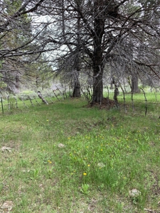 320 AC Grazing or timberland, Joseph Creek Road - image 24