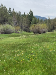 320 AC Grazing or timberland, Joseph Creek Road - image 10