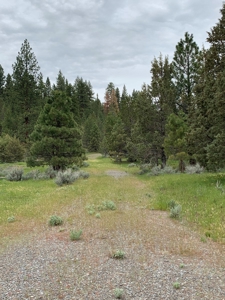 320 AC Grazing or timberland, Joseph Creek Road - image 5