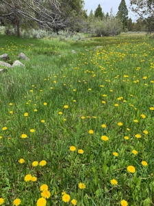 320 AC Grazing or timberland, Joseph Creek Road - image 15