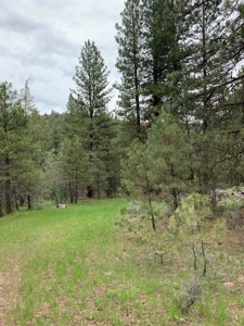 320 AC Grazing or timberland, Joseph Creek Road - image 7
