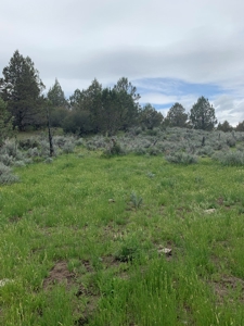 320 AC Grazing or timberland, Joseph Creek Road - image 28