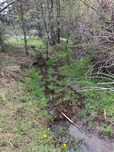 320 AC Grazing or timberland, Joseph Creek Road - image 21