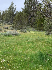 320 AC Grazing or timberland, Joseph Creek Road - image 12