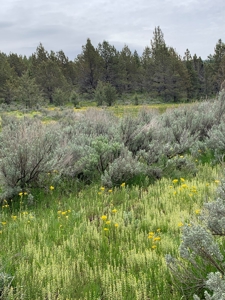 320 AC Grazing or timberland, Joseph Creek Road - image 20