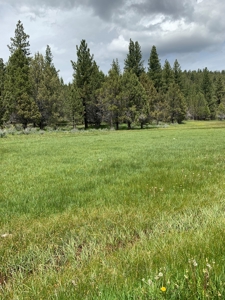 320 AC Grazing or timberland, Joseph Creek Road - image 36