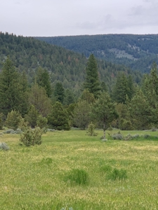 320 AC Grazing or timberland, Joseph Creek Road - image 6