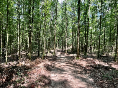 Hunting Land for Sale - Homesite Geneva / Samson Alabama - image 11