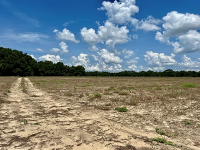 Hunting Land for Sale - Homesite Geneva / Samson Alabama - image 7