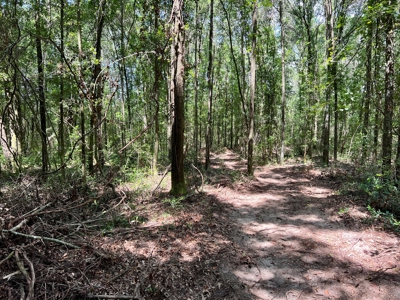 Hunting Land for Sale - Homesite Geneva / Samson Alabama - image 10