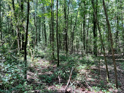 Hunting Land for Sale - Homesite Geneva / Samson Alabama - image 20