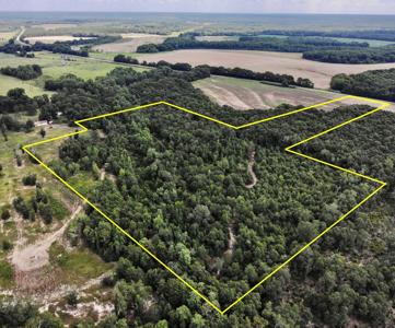 Hunting Land for Sale - Homesite Geneva / Samson Alabama - image 5