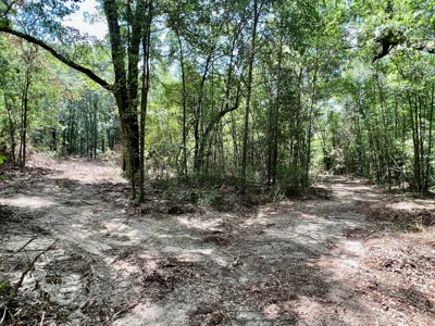 Hunting Land for Sale - Homesite Geneva / Samson Alabama - image 3