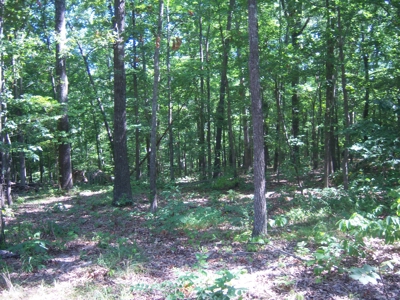 Mobile Home with a great lot - image 2