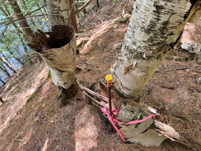 Riverfront Land for Sale - image 5