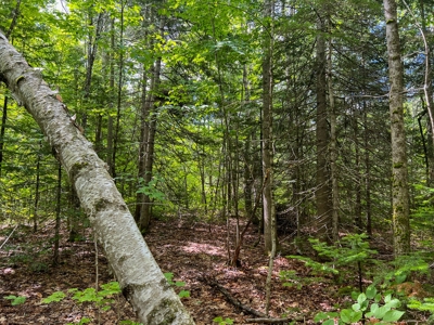 Riverfront Land for Sale - image 11