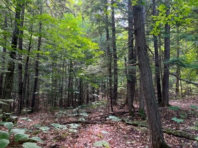 Riverfront Land for Sale - image 8